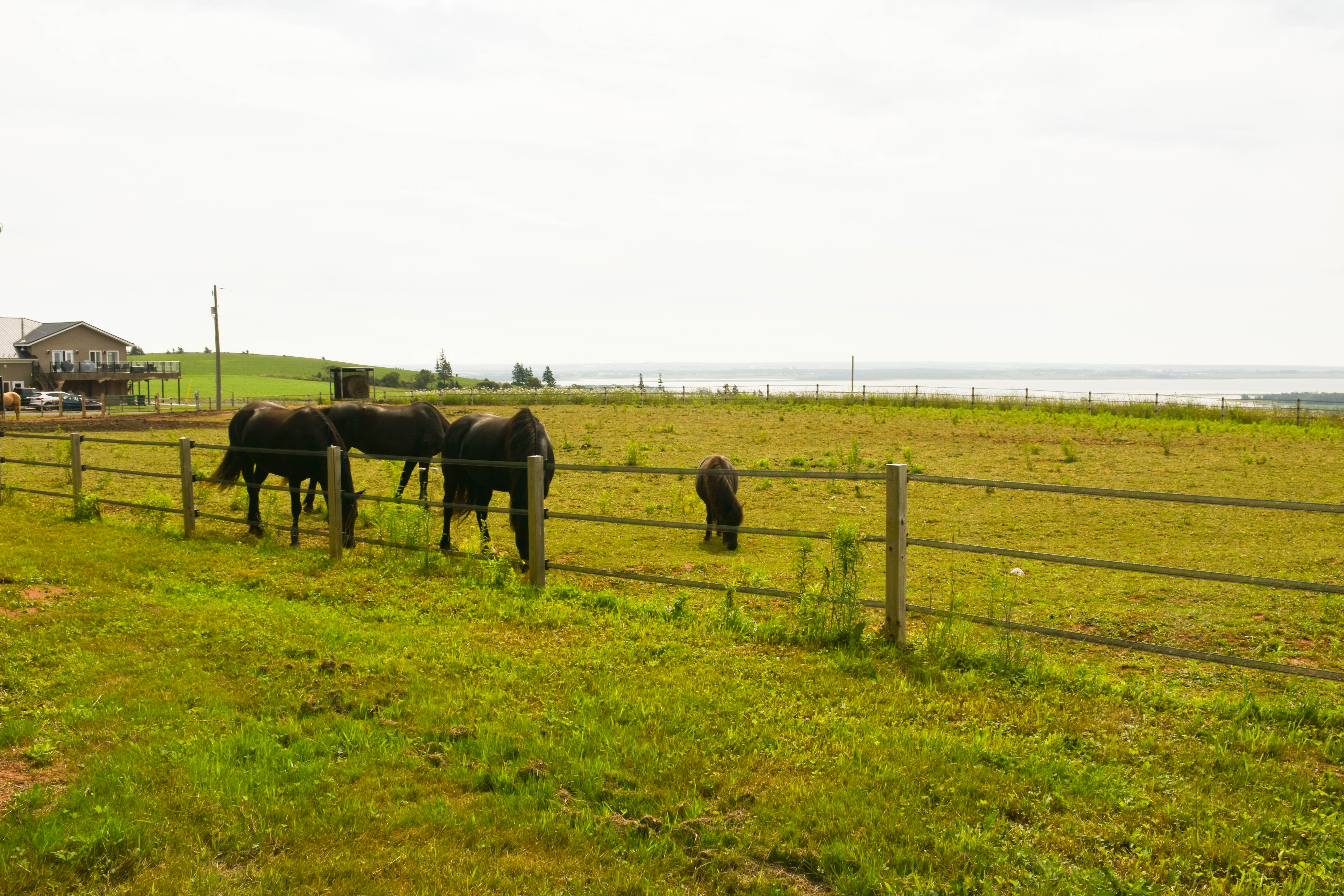 horse GG (73 of 90)